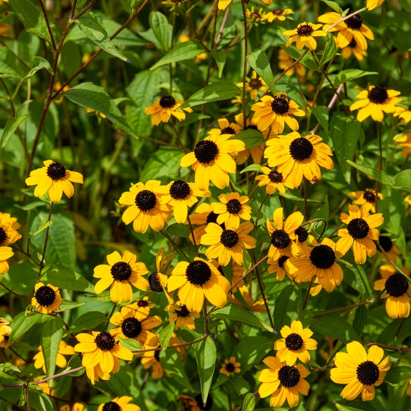 Rudbeckia trilobée