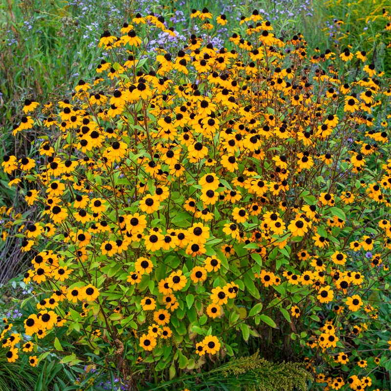 Rudbeckia trilobée