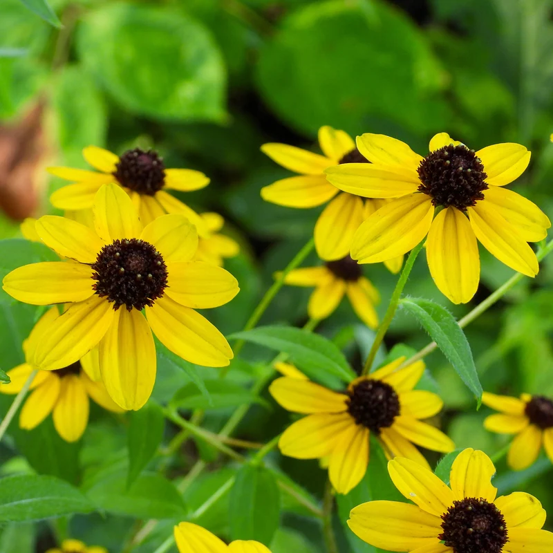 Rudbeckia trilobée