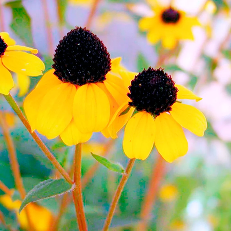 Rudbeckia trilobée