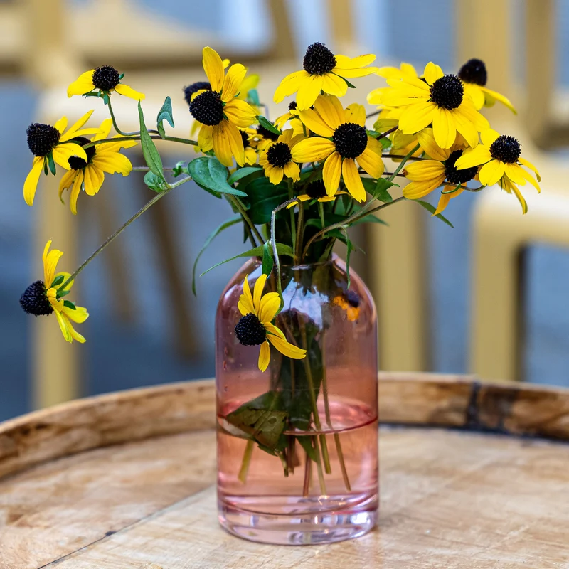 Rudbeckia trilobée
