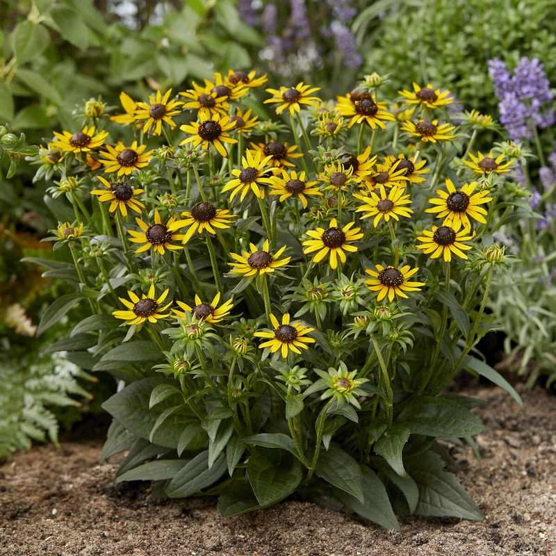 Rudbeckia Little Goldstar