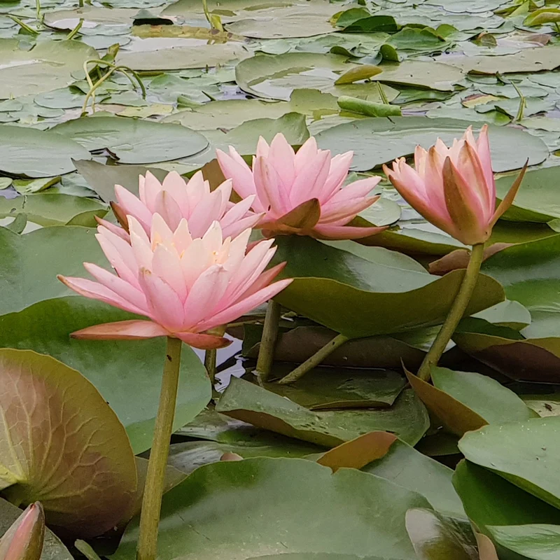 Nénuphar Colorado