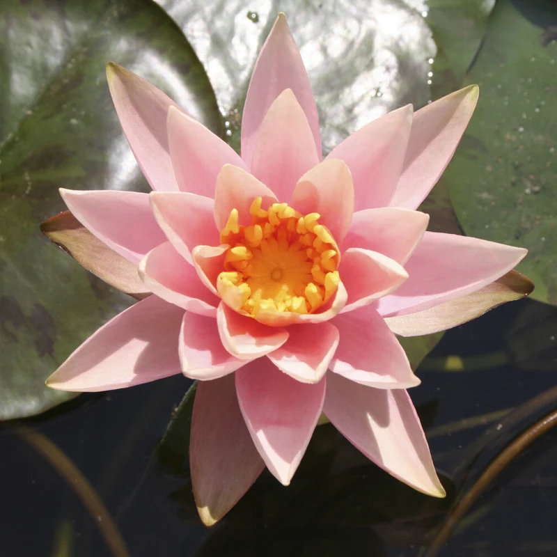Nénuphar Colorado