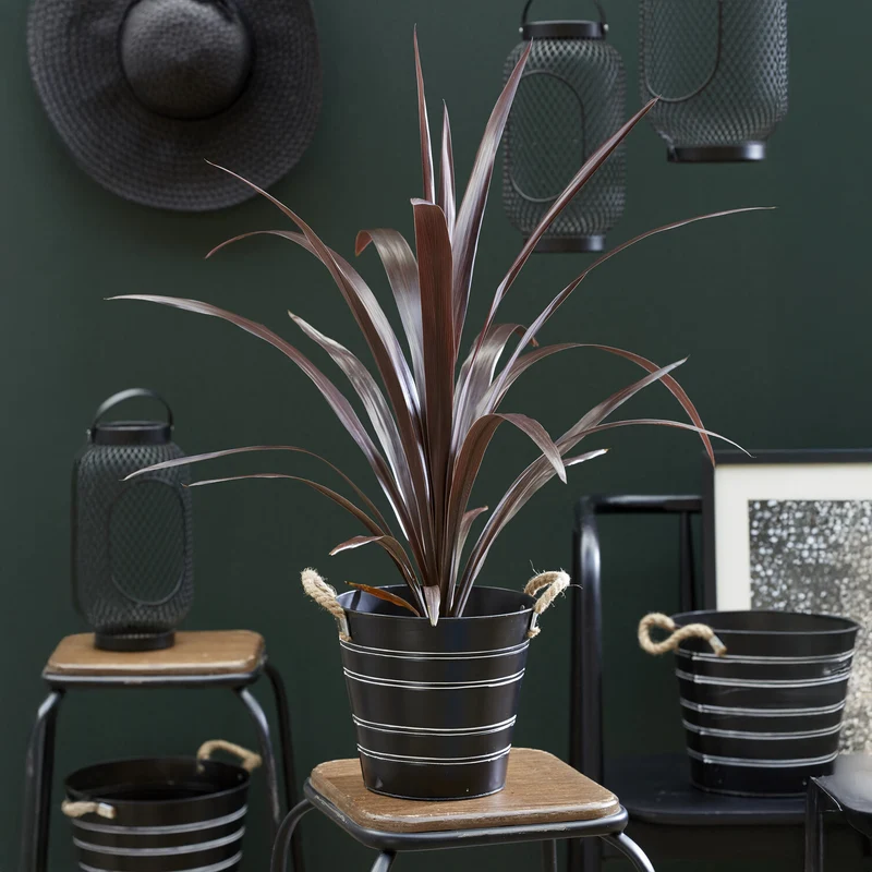 Cordyline obtecta Super Star ®