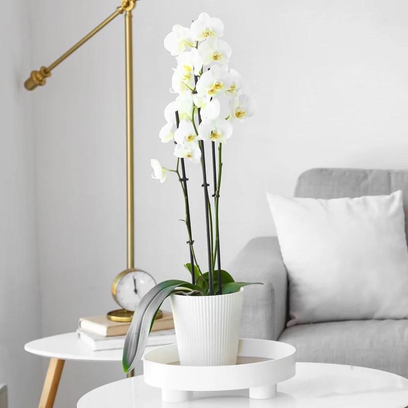 Orchidée blanche