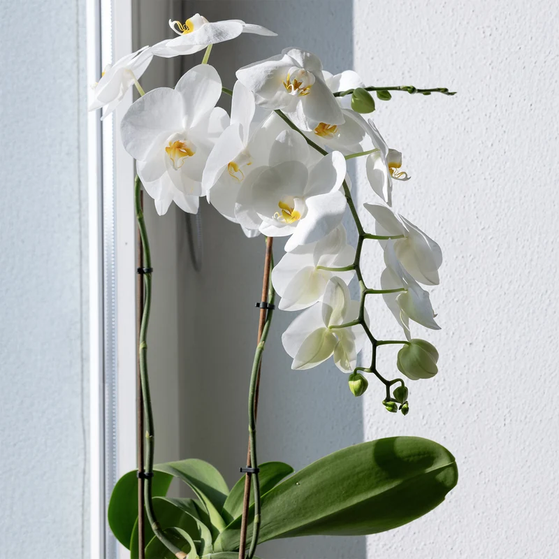 Orchidée blanche