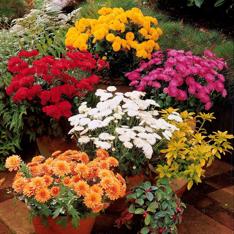 3 Marguerites d'automne en mélange