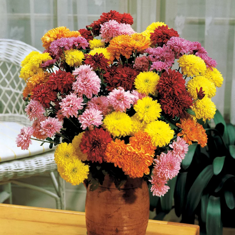 3 Marguerites d'automne en mélange