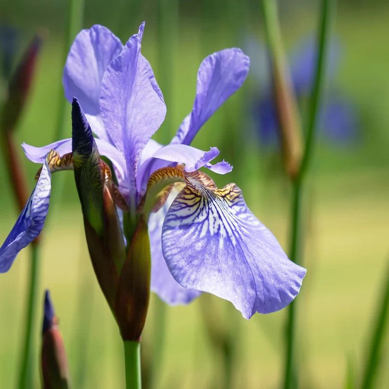 Iris de Sibérie Fran's Gold ®