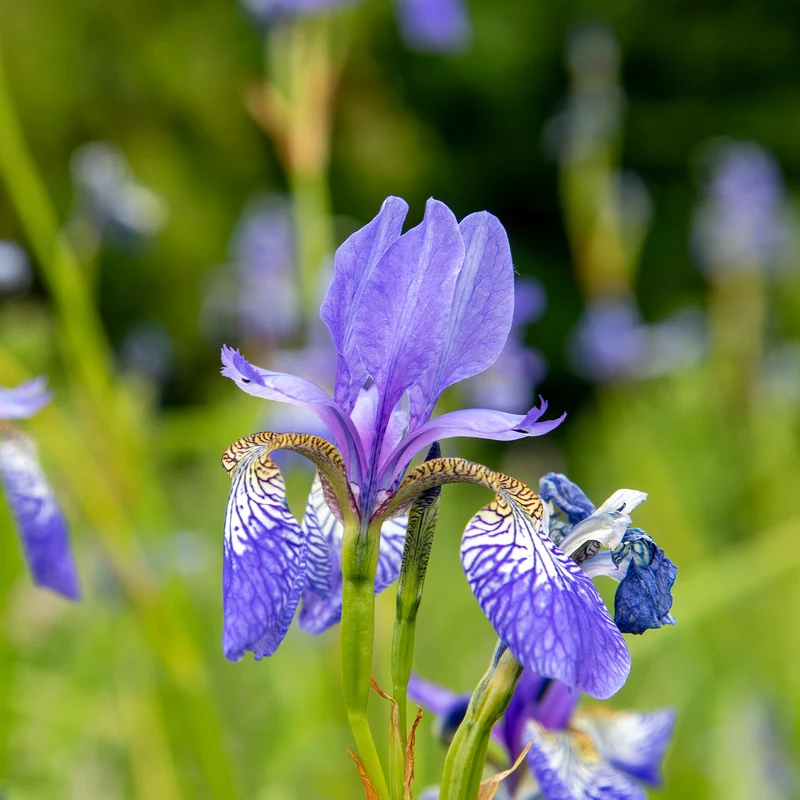 Iris de Sibérie Fran's Gold ®