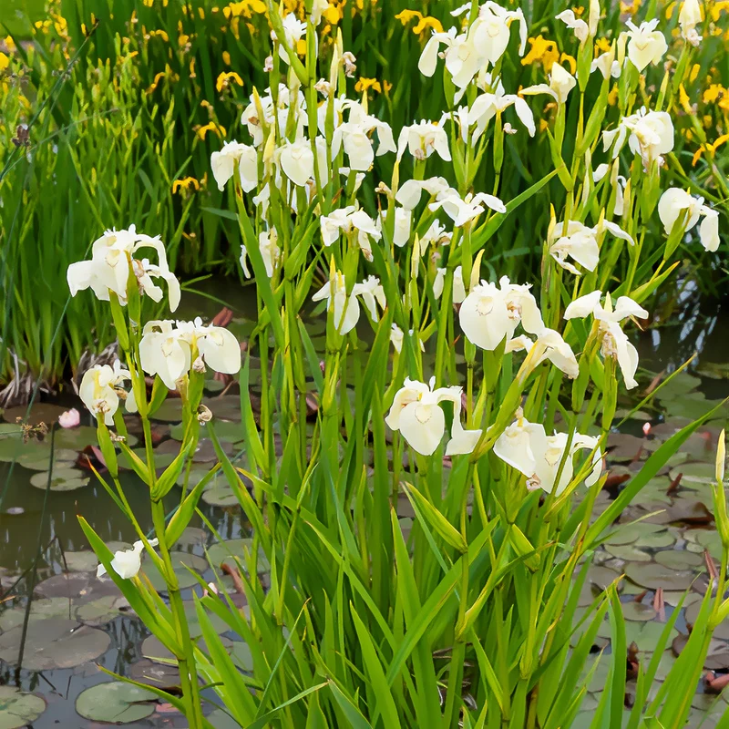 Iris des marais à fleurs blanches