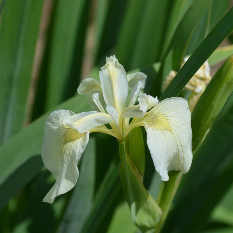 Iris des marais à fleurs blanches