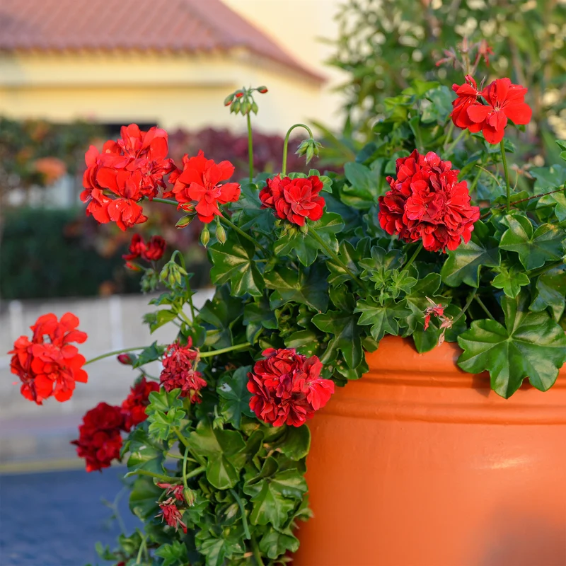 Géranium lierre double rouge
