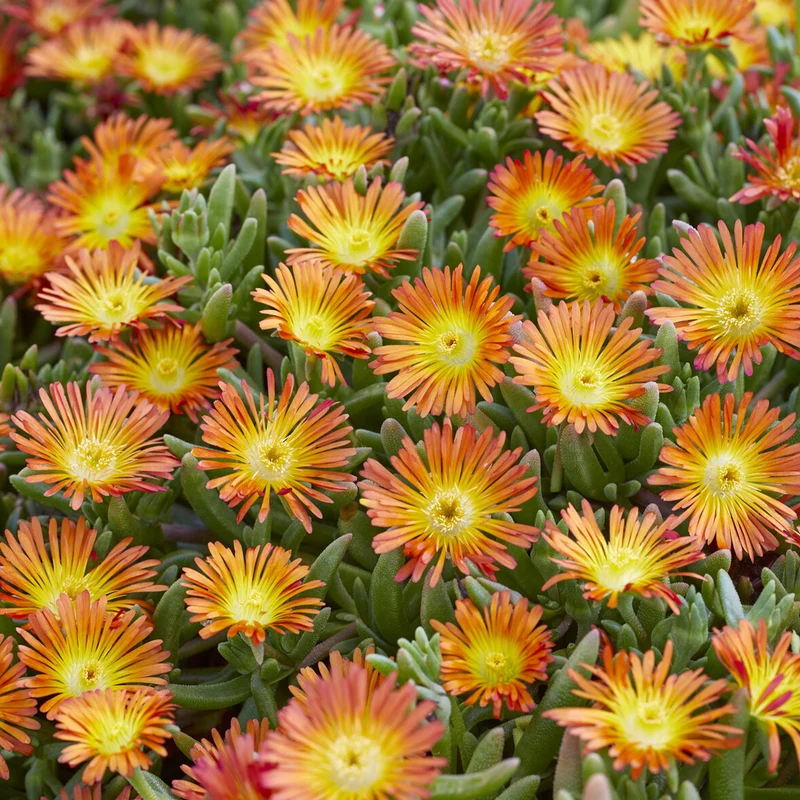 Delosperma Wheels of Wonder® Orange