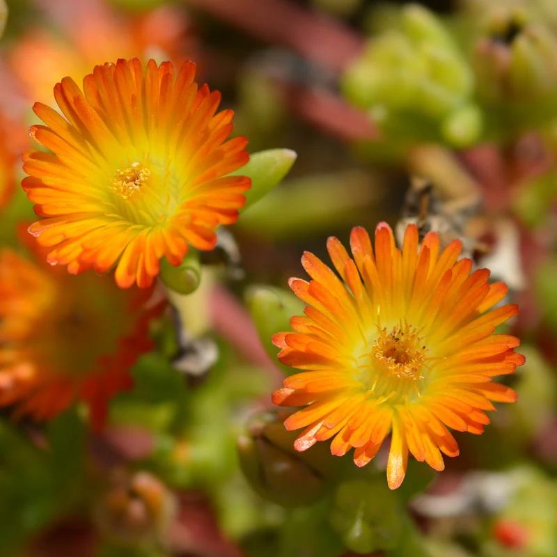 Delosperma Wheels of Wonder® Orange