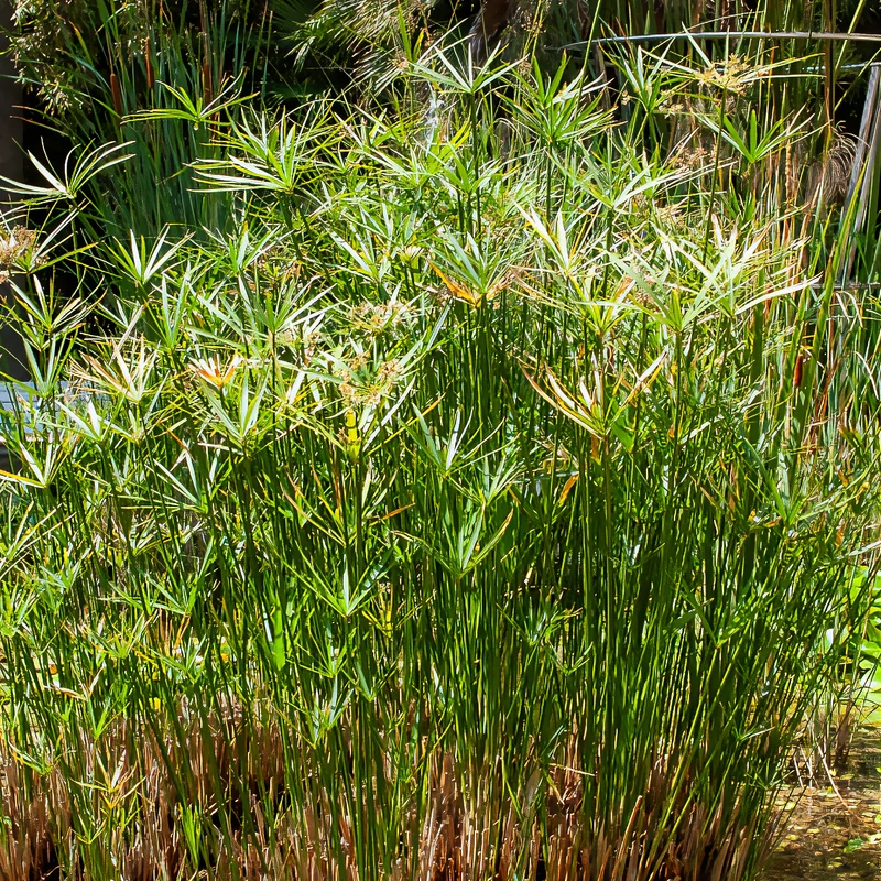 Papyrus à feuilles alternes