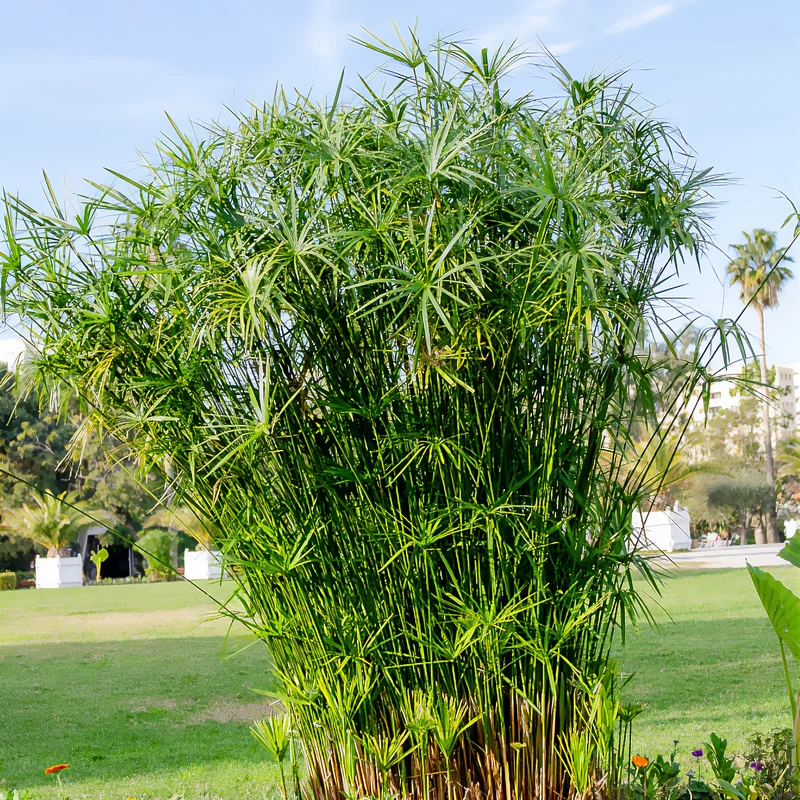 Papyrus à feuilles alternes