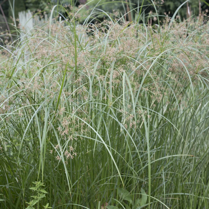 Papyrus à feuilles alternes