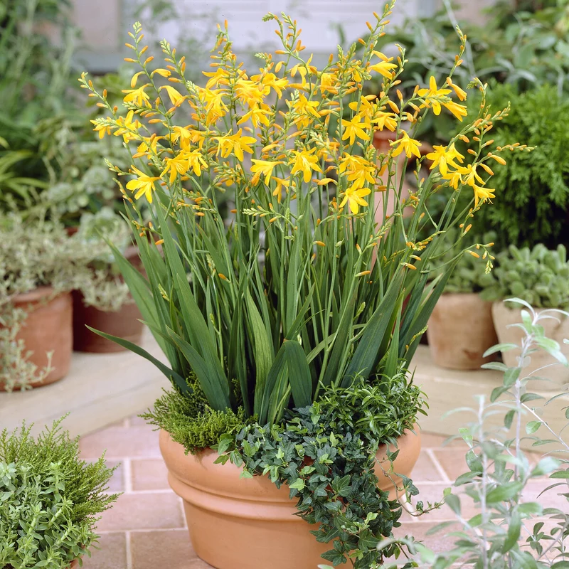 10 Crocosmia George Davidson