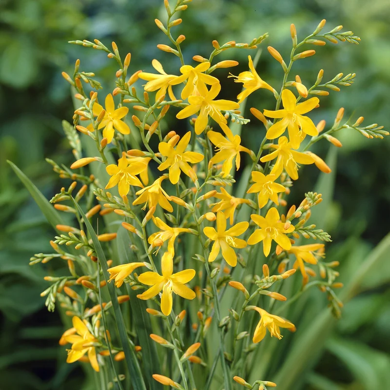 10 Crocosmia George Davidson