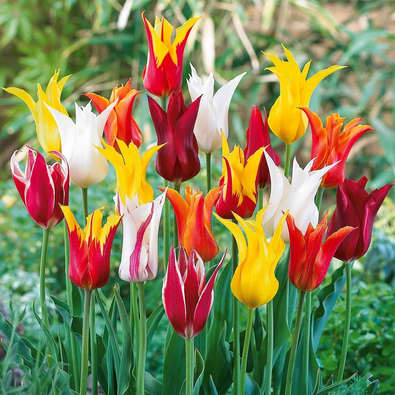 25 Tulipes à fleurs de lis en mélange