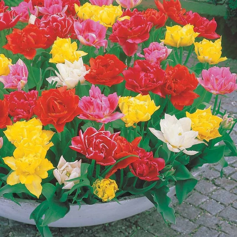 60 Tulipes doubles Murillo en mélange