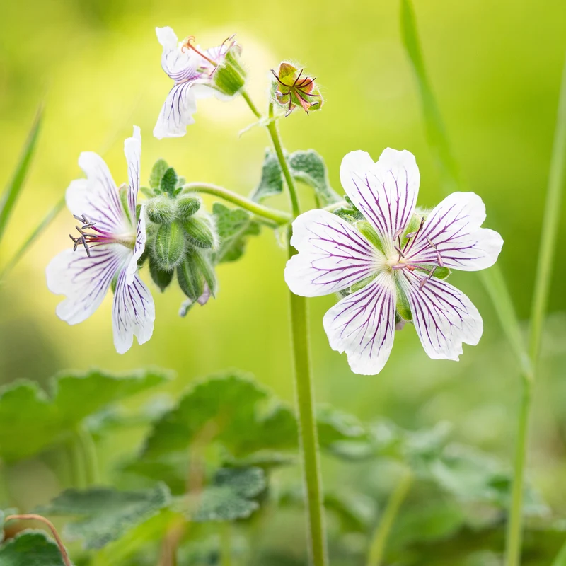 Géranium vivace à feuilles de crèpe