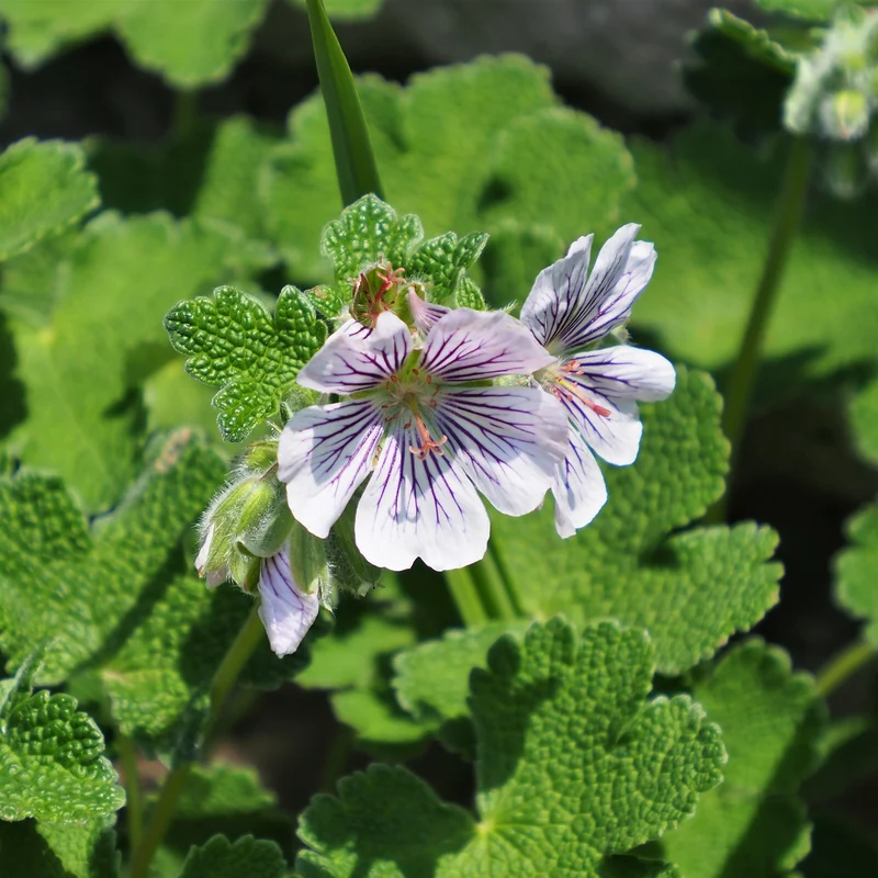 Géranium vivace à feuilles de crèpe