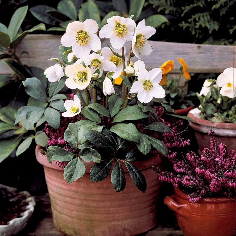 Hellébore Rose de Noël