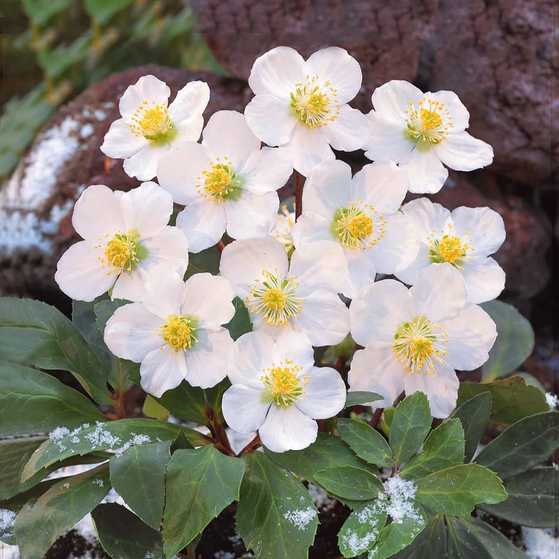 Hellébore Rose de Noël