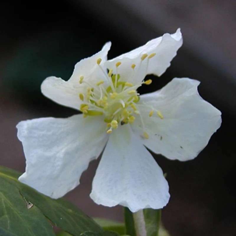 Hellébore Rose de Noël