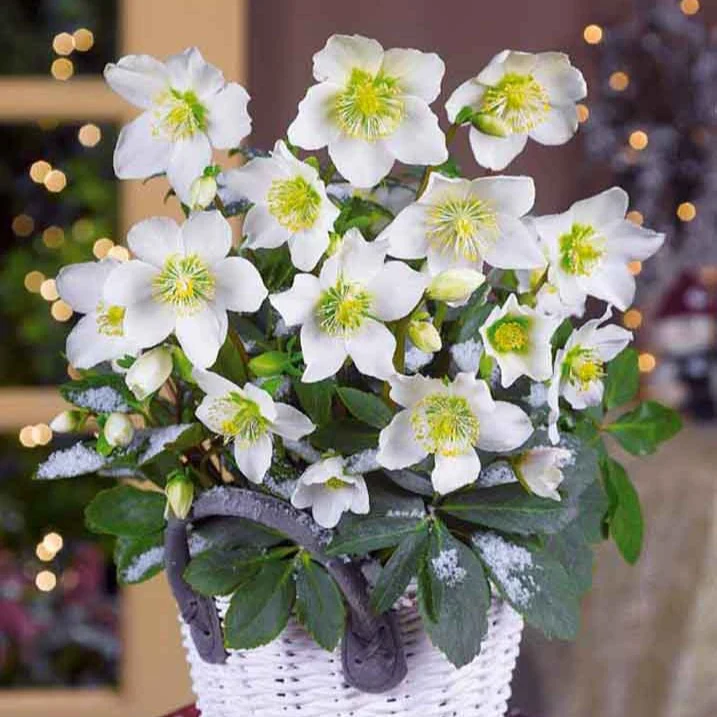 Hellébore Rose de Noël