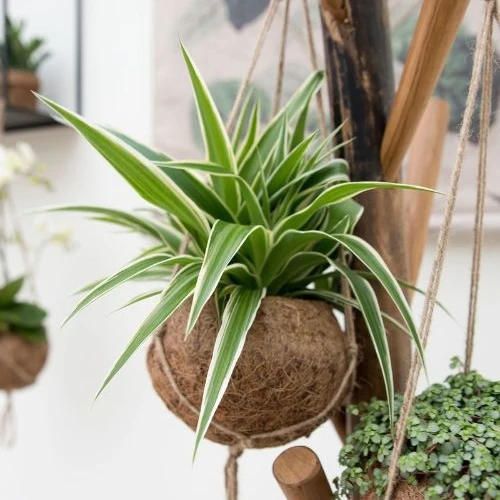 Chlorophytum et son pot en fibre de noix de coco