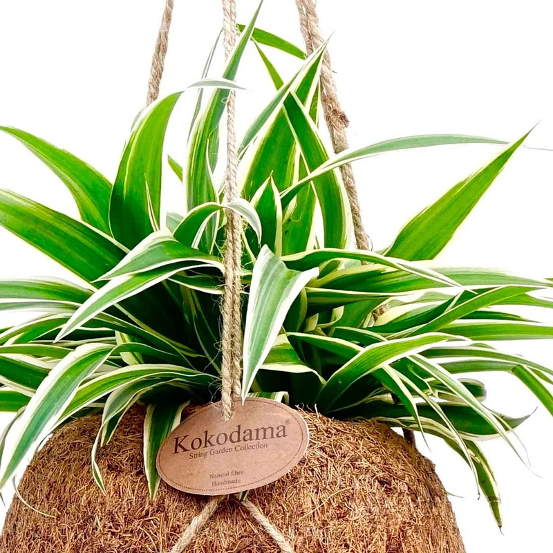 Chlorophytum et son pot en fibre de noix de coco