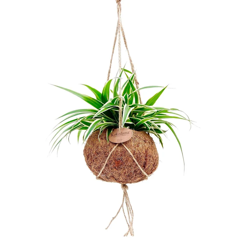 Chlorophytum et son pot en fibre de noix de coco