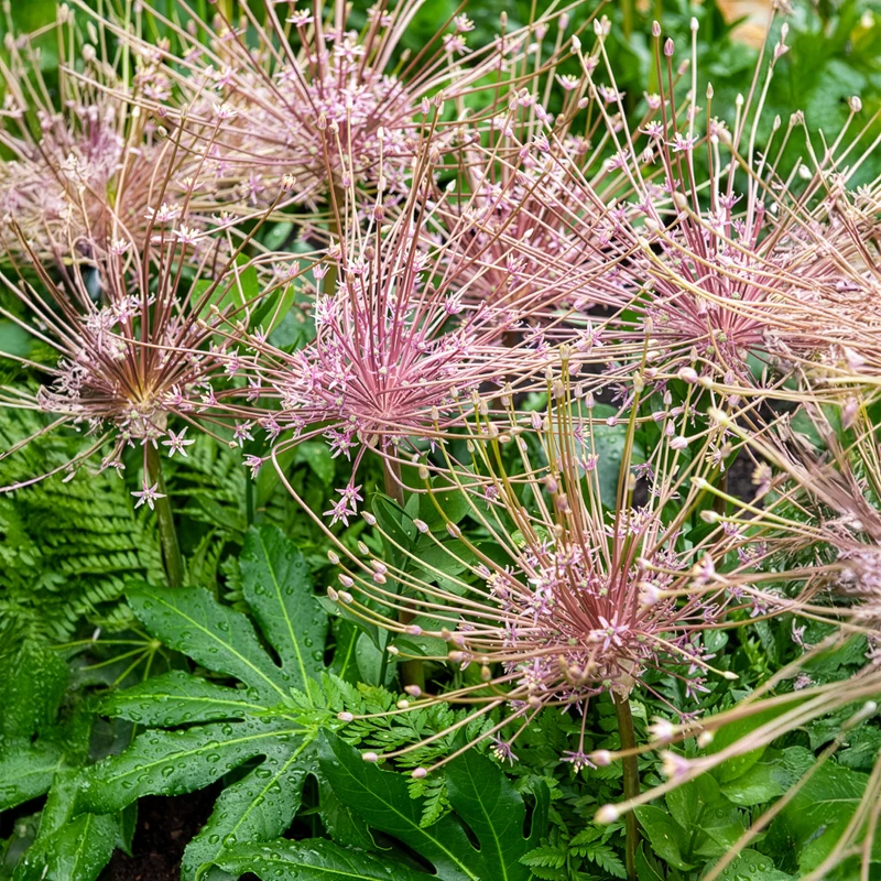 5 Alliums Schubertii