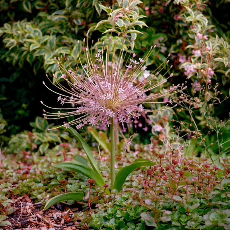 5 Alliums Schubertii