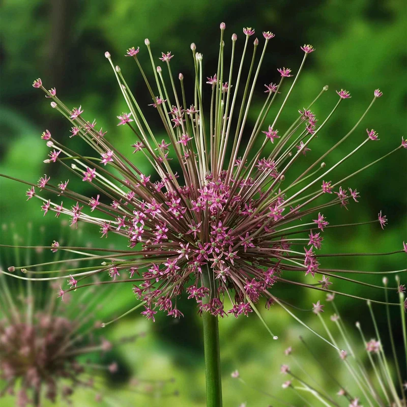 5 Alliums Schubertii