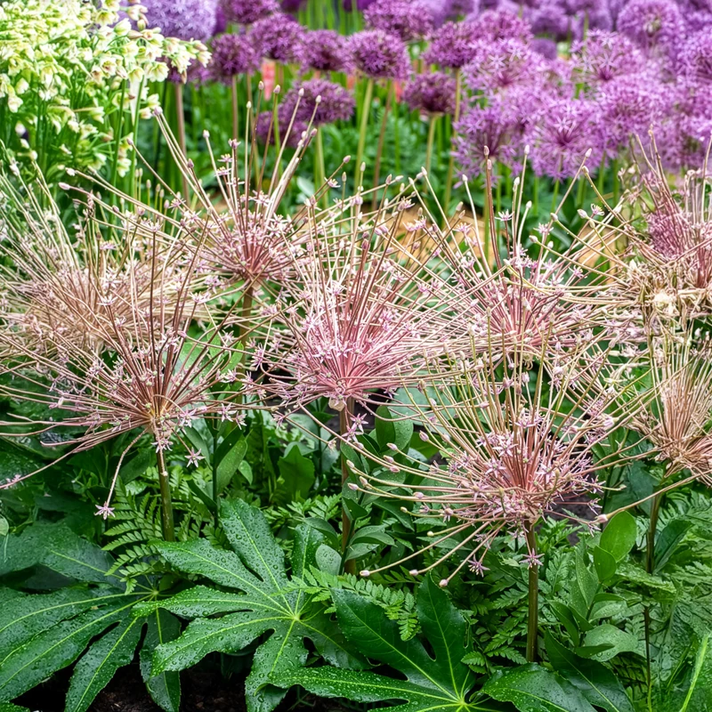 5 Alliums Schubertii