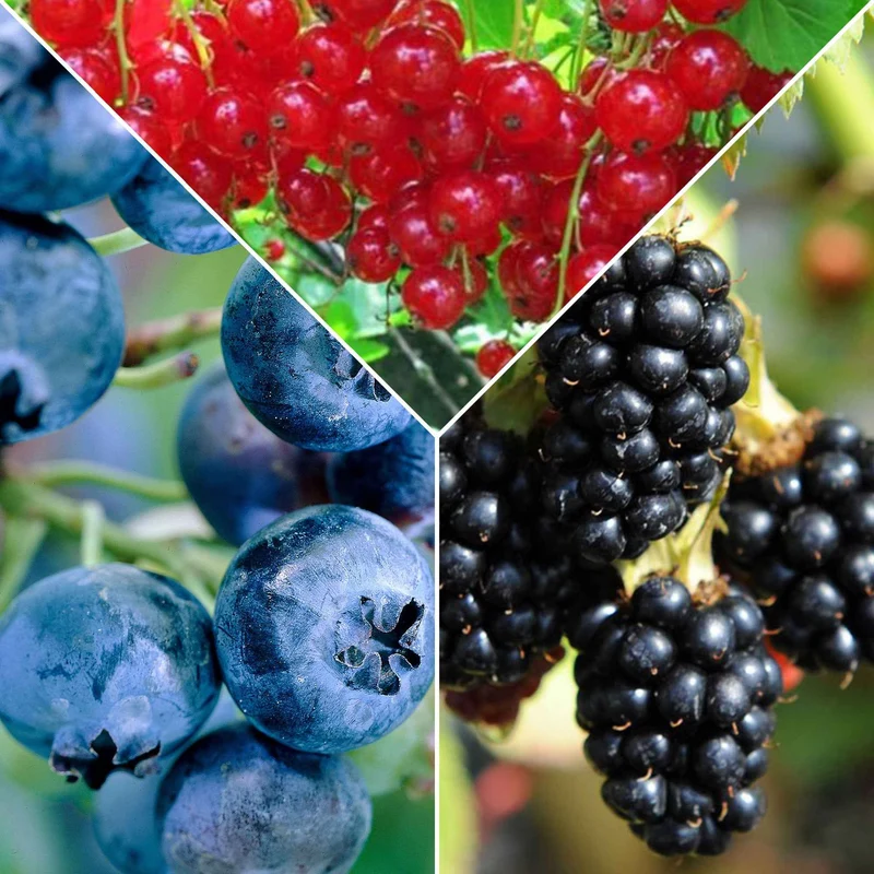 Collection de 3 arbustes fruitiers spécial confiture : groseiller, myrtiller, mûrier
