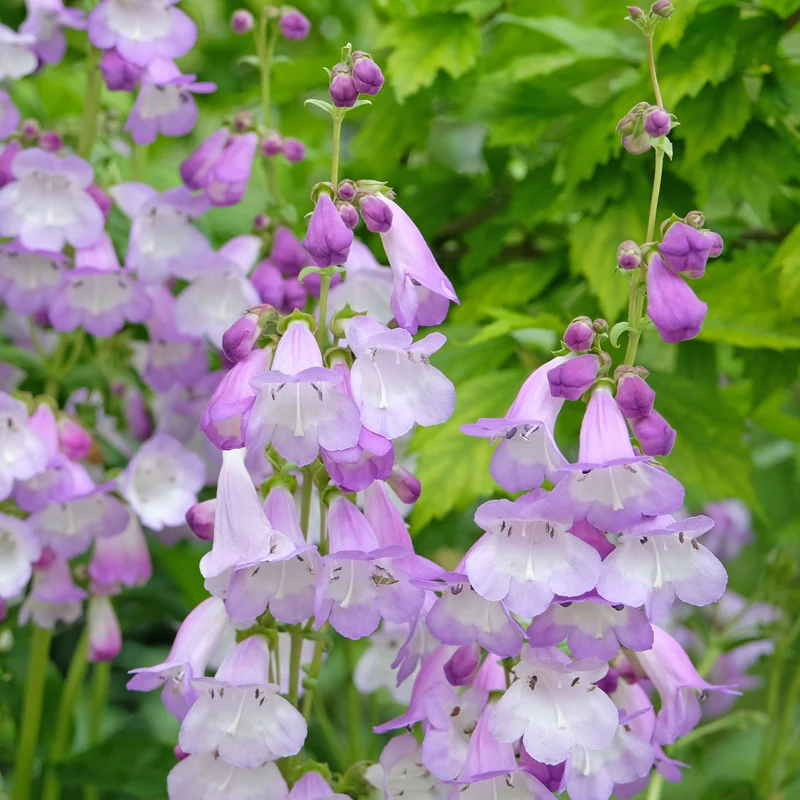 Galane Alice Hindley - Penstemon