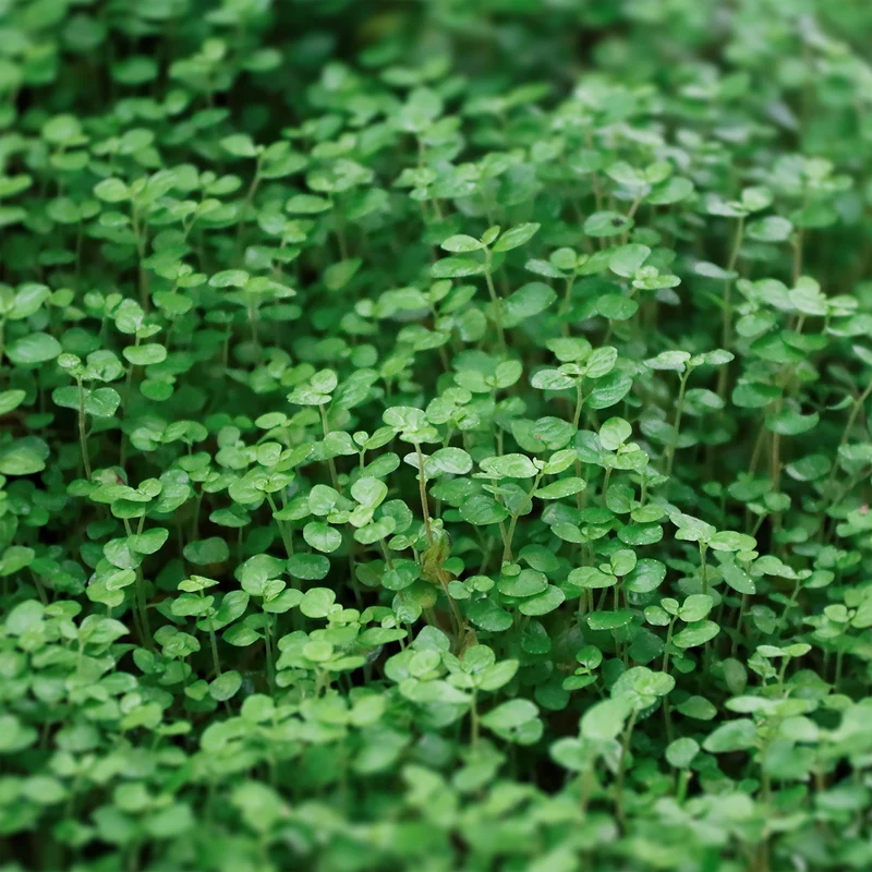 Menthe de Corse