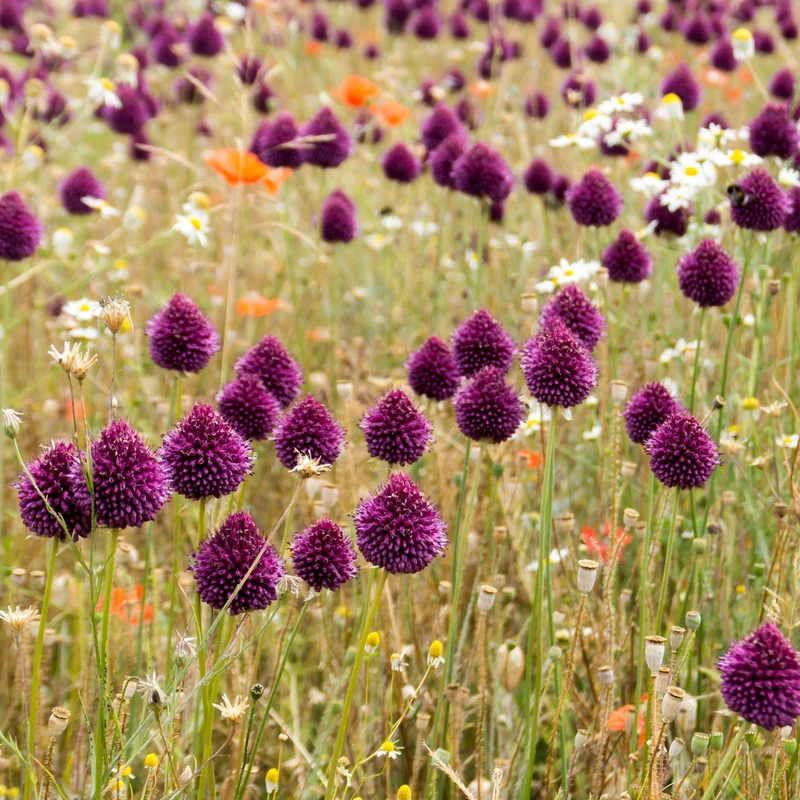 25 Alliums à tête ronde