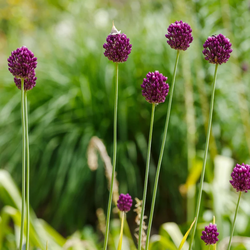 25 Alliums à tête ronde