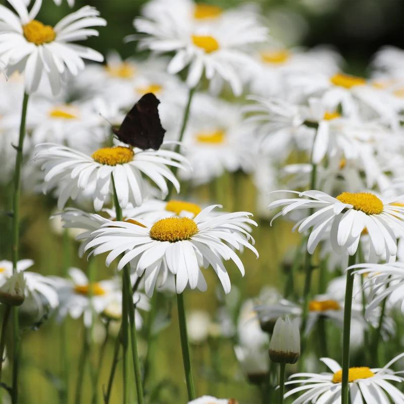 Marguerite d'été Alaska