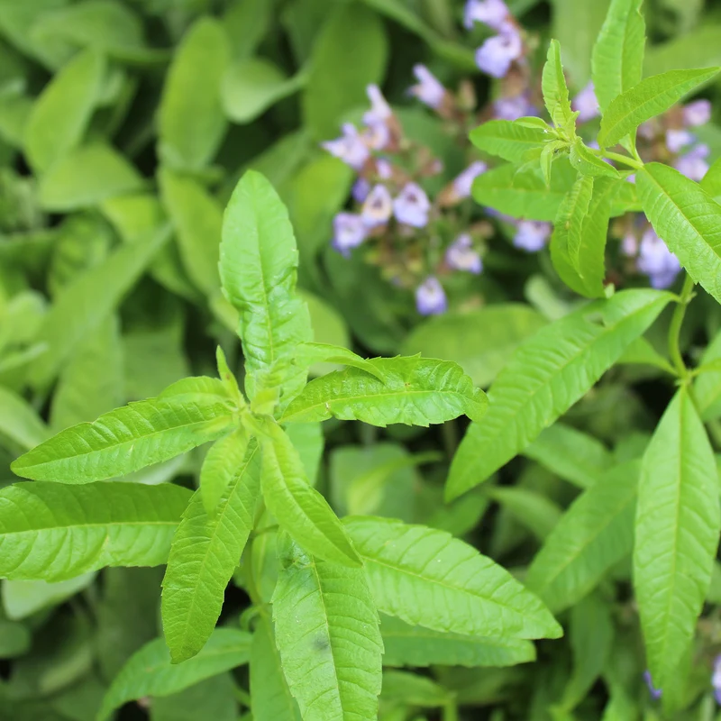 Verveine citronnelle