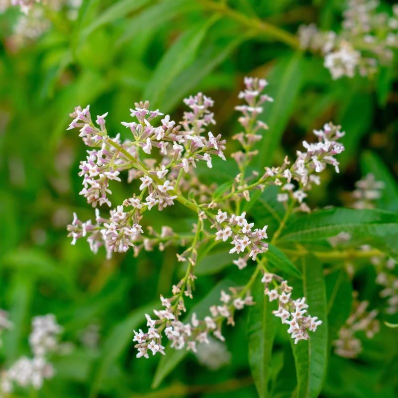 Verveine citronnelle
