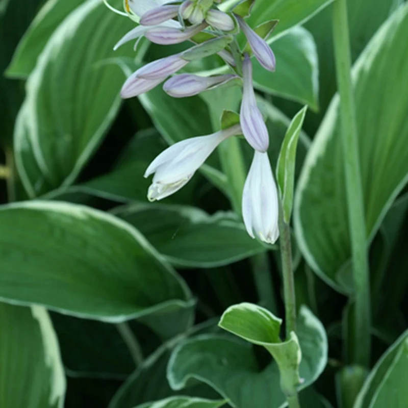 Hosta Francee