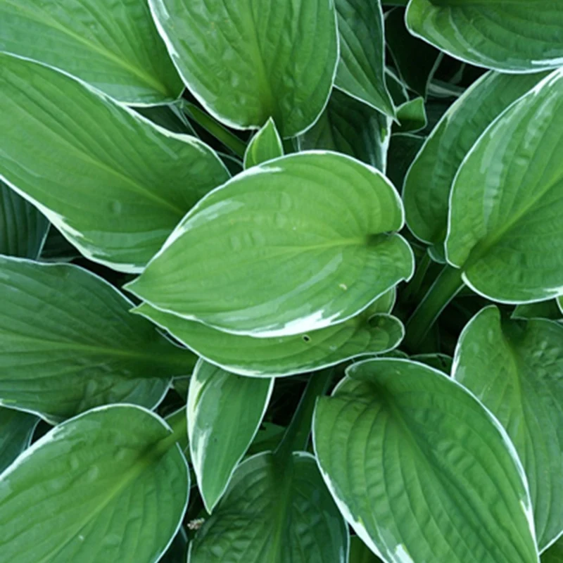 Hosta Francee